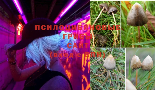 apvp Вяземский